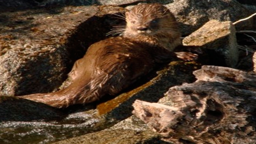 Biodiversidad en el Parque Nacional Los Arrayanes