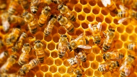 Tucumán: En pandemia, aumentó el consumo de miel