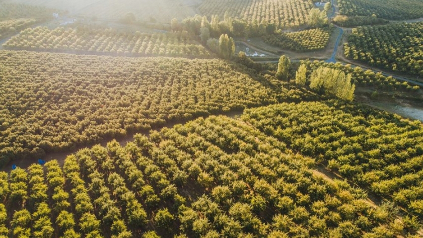 La Italia campesina se rebela contra los monocultivos de las multinacionales