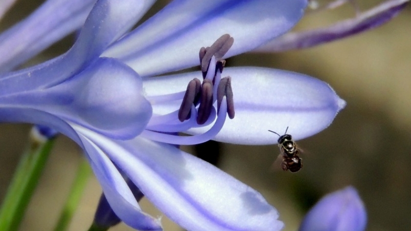 Estudian la organización de las abejas silvestres en el paisaje entrerriano