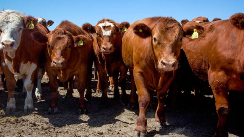 Impacto de la severidad de la acidosis ruminal sobre la selección de componentes de la dieta en vacunos para carne