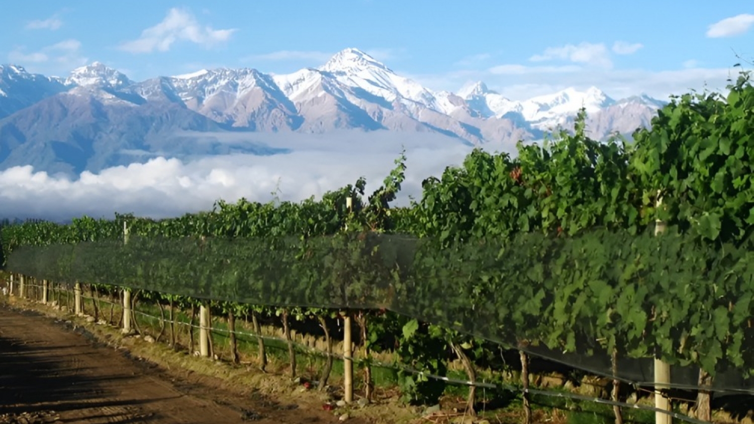 Innovación en riego y vides de altura: el modelo de eficiencia que impulsa al Valle de Uco