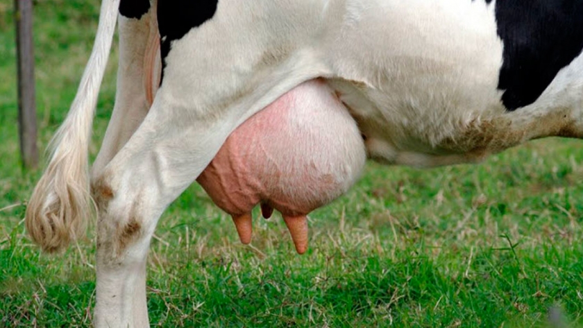 Mastitis: investigadoras prueban el aceite de peperina para tratar esta enfermedad en bovinos