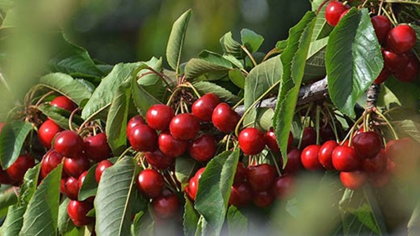 De los frutos de la región patagónica garantiza las exportaciones de cerezas