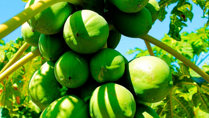 El Agro acompaña en territorio el desarrollo de la producción en el contexto de Covid-19