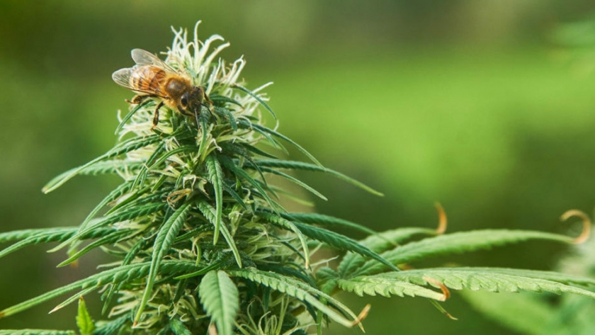 Italia agrega la flor de cáñamo para usos de extracción a la lista oficial de productos agrícolas