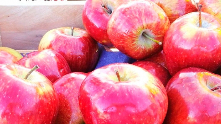 En plena cosecha, Río Negro sigue aportando más del 80% de las manzanas al país