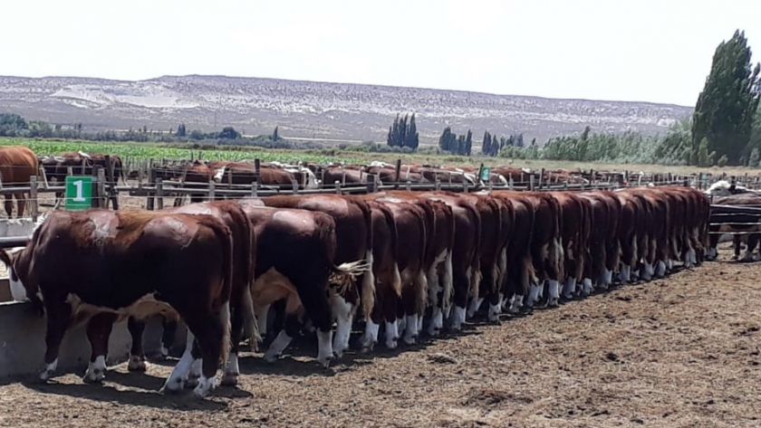 Macho Entero Joven, una nueva categoría eficiente en bovinos