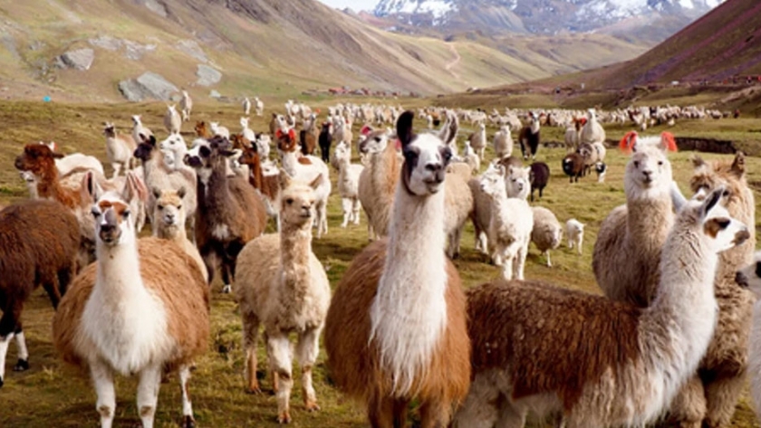 Llamas y alpacas