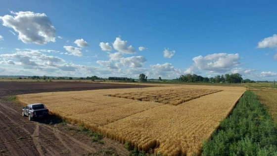 Laboratorio a cielo abierto: en Carmen de Areco, crece un proyecto que impulsa la innovación en el agro