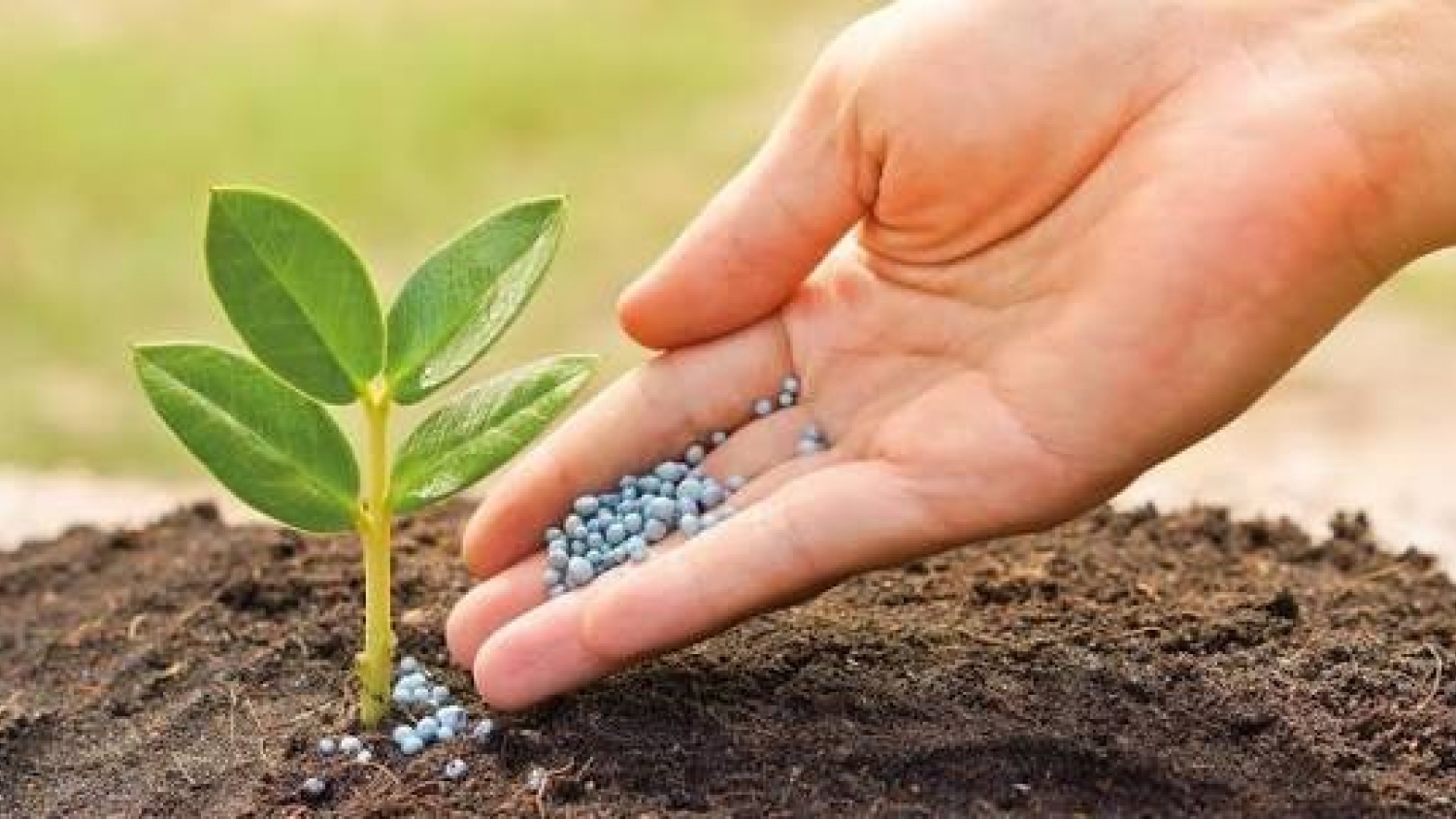 Fertilizantes: por qué son clave para producir más alimentos