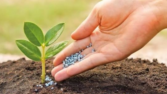 Fertilizantes: por qué son clave para producir más alimentos