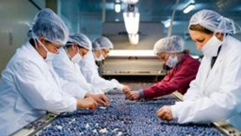 Para EEUU la importación de arándanos de Argentina no amenaza a su producción