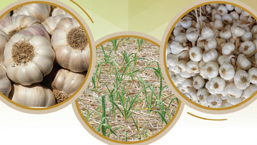 Innovación necesaria para impulsar la producción de ajo del país