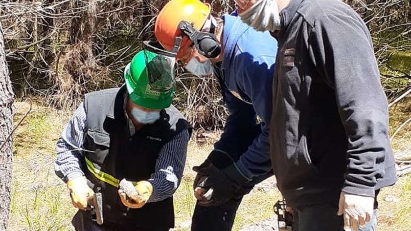 Se contribuye a la conservación de la sanidad forestal en municipios de la costa bonaerense