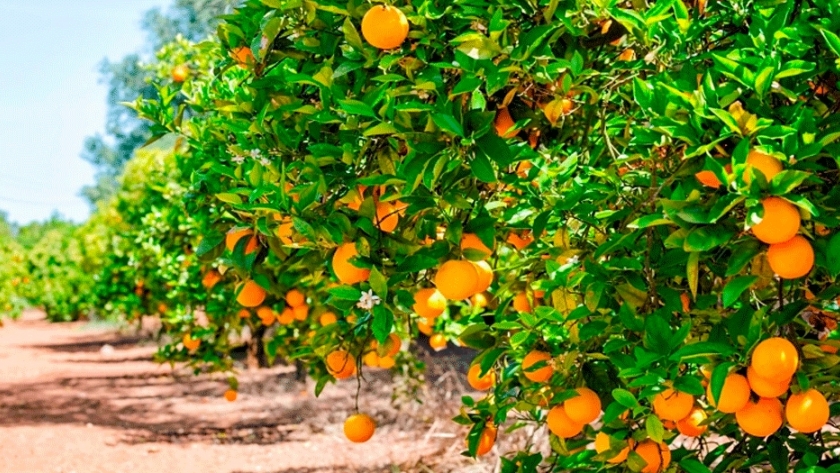 Ante el cambio climático, optimizan recursos para producir naranjas