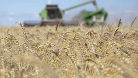 El trigo argentino supera todas las expectativas y salta por encima de los 22 millones de toneladas