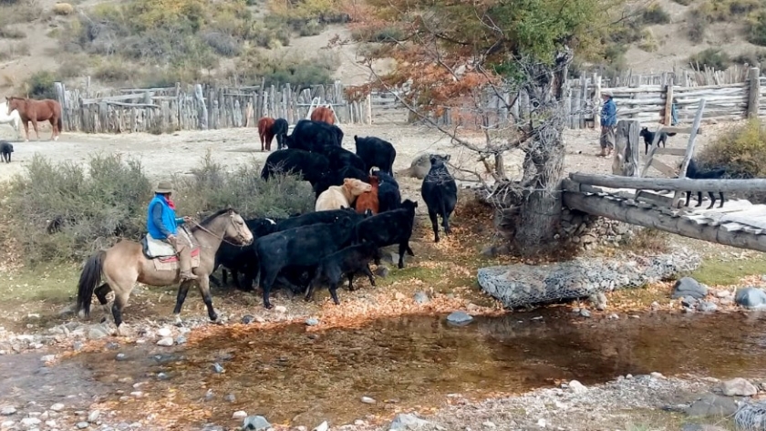 Plan Ganadero Bovino Provincial: se otorgaron más de $41 millones a productores