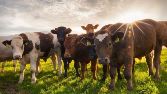 A fin de reducir emisiones contaminantes, Holanda se encuentra en búsqueda de  eliminar un tercio del ganado bovino