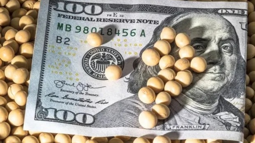 Ingreso récord de divisas: US$ 8.000 millones por la cosecha de soja y maíz para el gobierno de Javier Milei en los próximos tres meses
