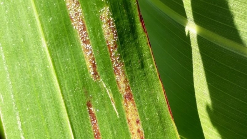 Alerta: Mildiu del sorgo en la región oeste de Entre Ríos