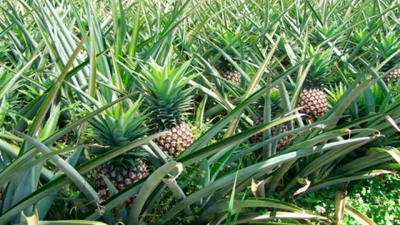 Impulsan la producción de ananá bajo cubierta en Misiones