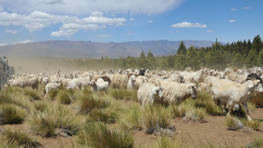 Aportes para repensar las producciones en la norpatagonia