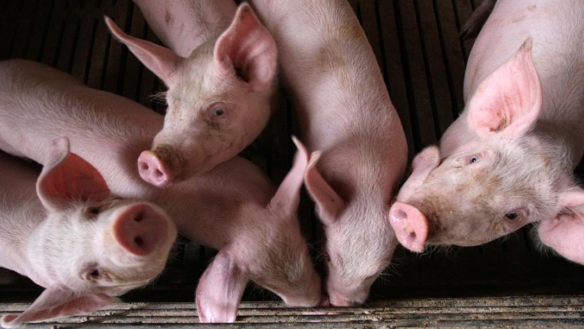 El mercado de alimentos para animales de China crecerá un 4,06% entre 2020 y 2025