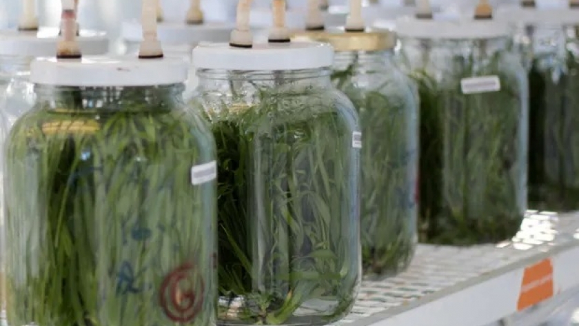 Buenos Aires instalará un laboratorio de cultivo de tejidos vegetales