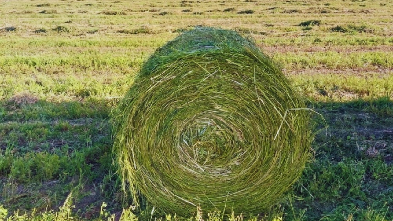 Los verdeos de invierno ganan protagonismo como herramienta para sostener la producción ganadera
