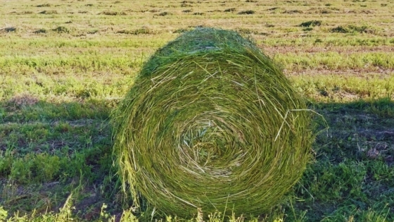 Los verdeos de invierno ganan protagonismo como herramienta para sostener la producción ganadera