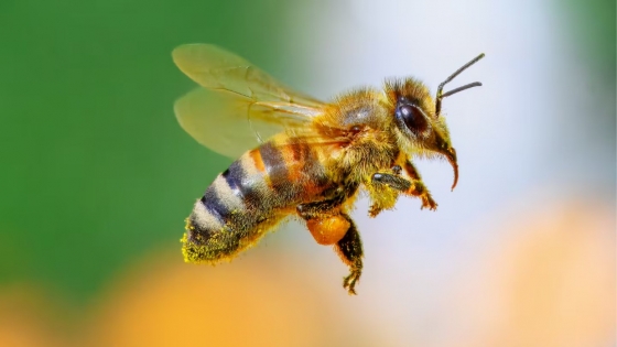Perú reconoce derechos legales a las abejas sin aguijón y marca un precedente ambiental global