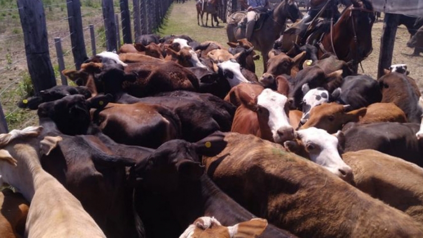 Buena organización y precios sellaron el éxito del remate ganadero de Pampa del Indio