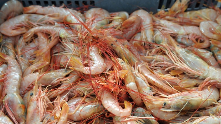 Lanzaron el sorteo de barcos que participarán en la prospección y pesca de langostino