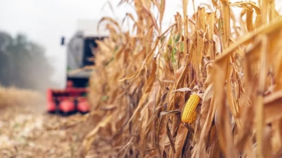 <Avanza la cosecha de maíz con rendimientos de hasta 95 quintales en el centro-norte de Santa Fe