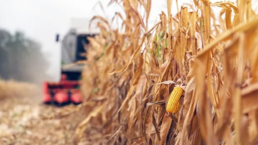 Avanza la cosecha de maíz con rendimientos de hasta 95 quintales en el centro-norte de Santa Fe