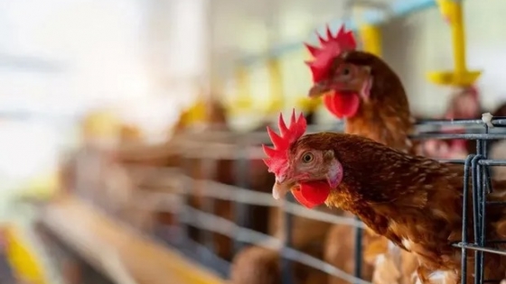 El Gobierno asistirá a las producciones avícolas afectadas por la gripe aviar con recursos del dólar soja