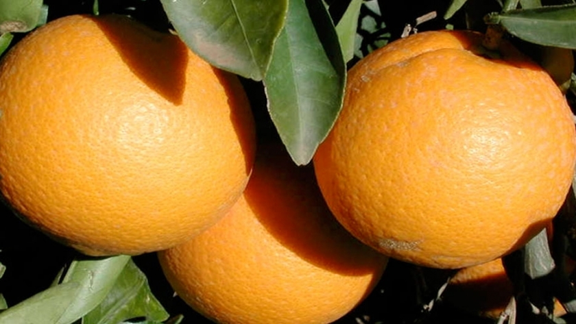 Alerta en Entre Ríos por una enfermedad de los cítricos que ataca limones y naranjas