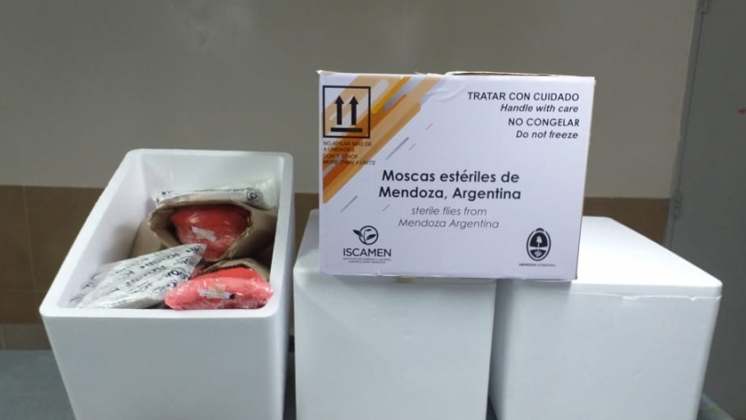 Continúa la exportación de moscas del Mediterráneo producidas en Mendoza a Bolivia