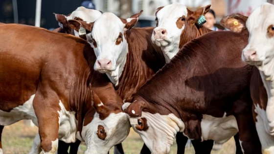 Expoagro 2025: El sector ganadero brilla con actividades innovadoras y un espacio exclusivo para Brangus