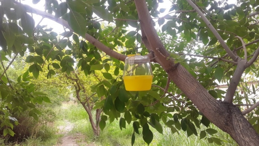 Comenzó el operativo 2021 para controlar la mosca de los frutos en San Juan