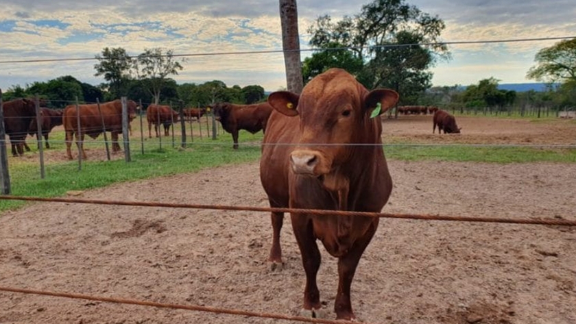 La adaptación del Angus con el Senepol "sería el animal ideal para el clima de Paraguay"