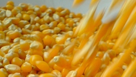 Nidera Semillas presentó su nuevo maíz NS 7917