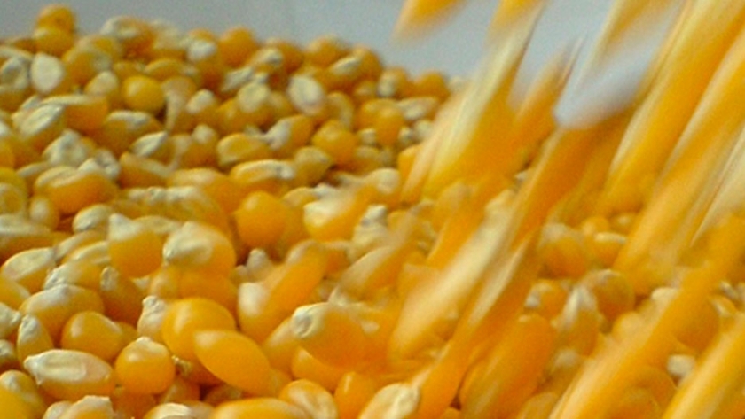 Nidera Semillas presentó su nuevo maíz NS 7917