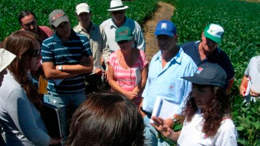 La campaña de soja fue atípica en cuanto a enfermedades