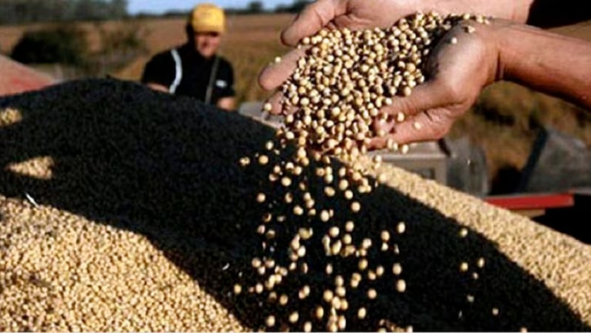 Soja argentina ante un nuevo desafío: la adaptación a las normas europeas podría abrir oportunidades de negocio