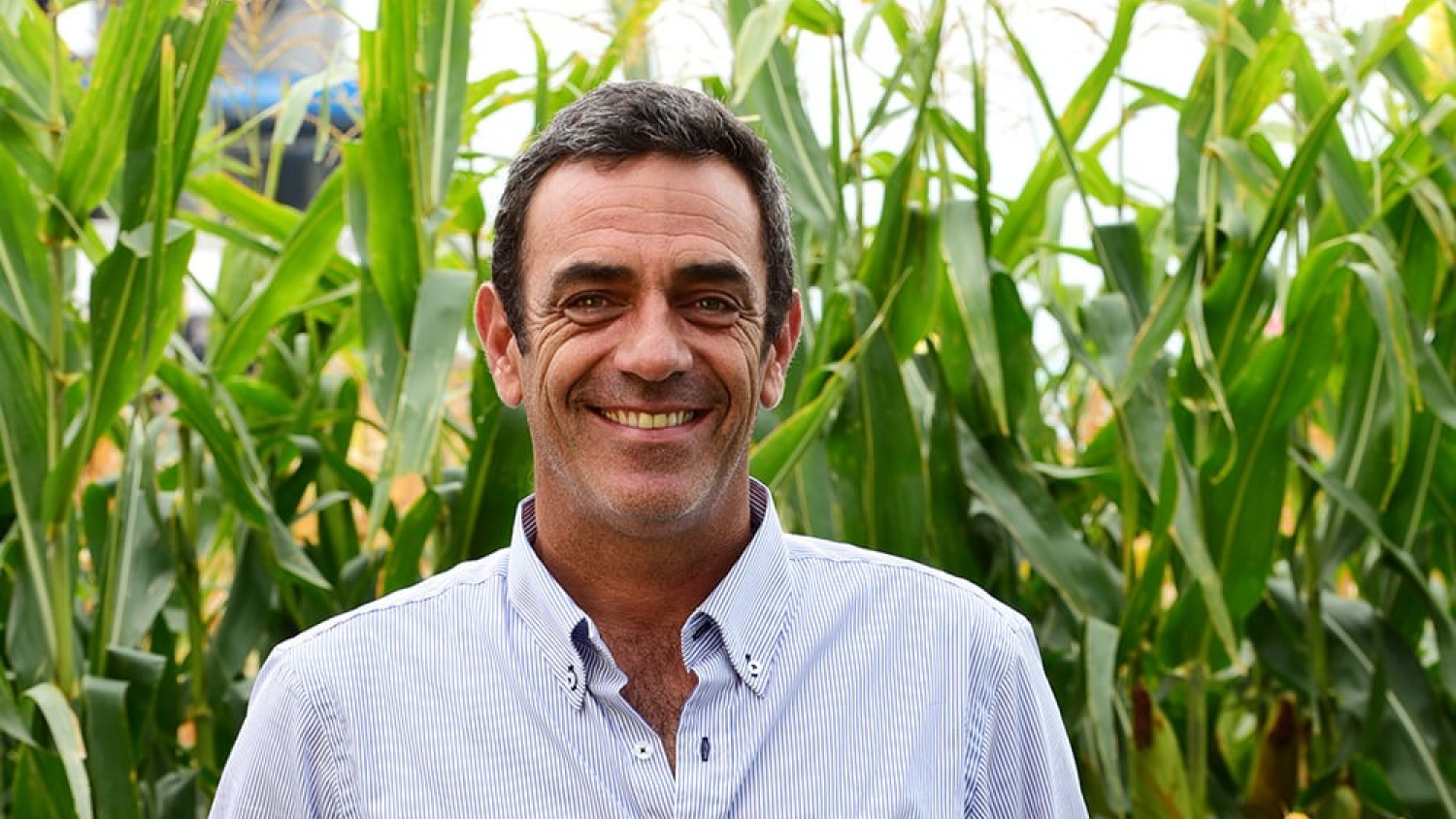 Girasol: el cultivo que vuelve a ser clave en rentabilidad