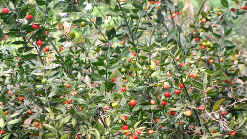 Trucos para cultivar plantas de interior con éxito