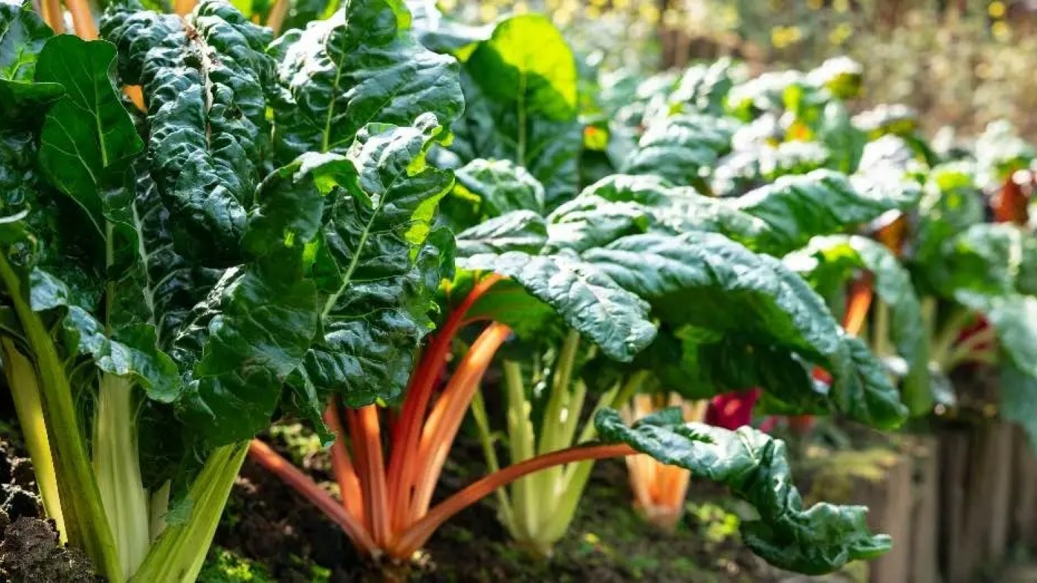 La Huerta Municipal de Florentino Ameghino fortalece la producción local y el abastecimiento comunitario