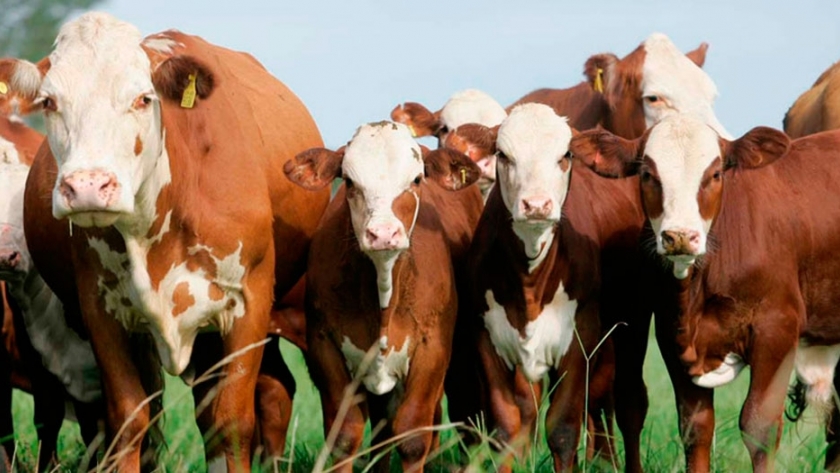 Ganadería: cómo lograr que las pasturas potencien el rendimiento